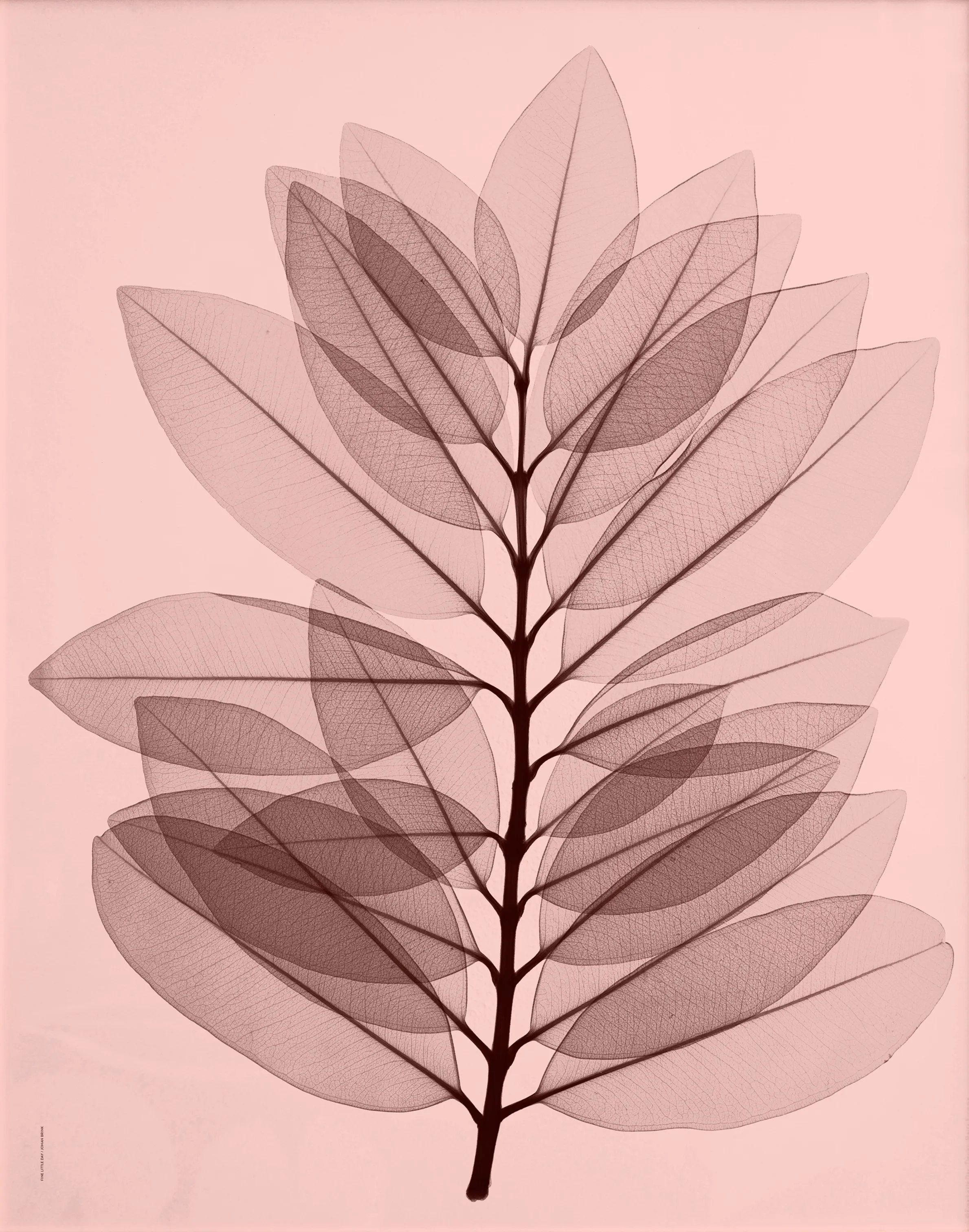 Poster Metrosideros excelsa .jo{font-size:18px}40x50 cm