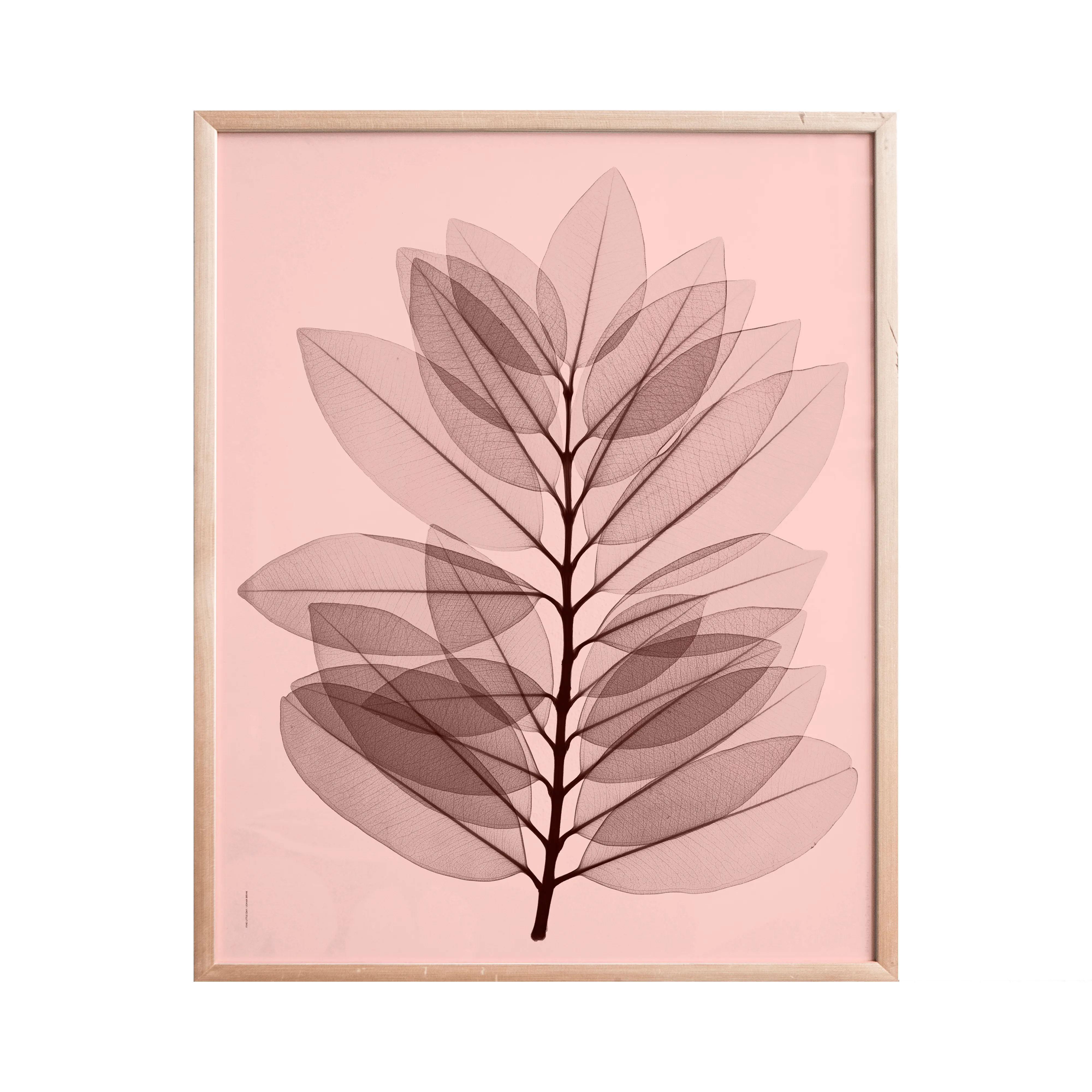 Poster Metrosideros excelsa .jo{font-size:18px}40x50 cm